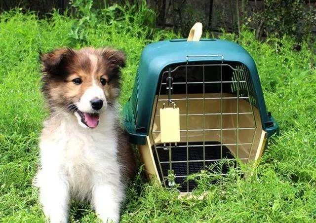 乘坐飞机时可以带宠物吗？都需要办理些什么？