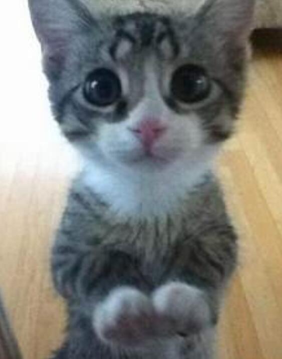 铲屎的还不给小鱼干？ 盘点这些猫咪讨食的手段