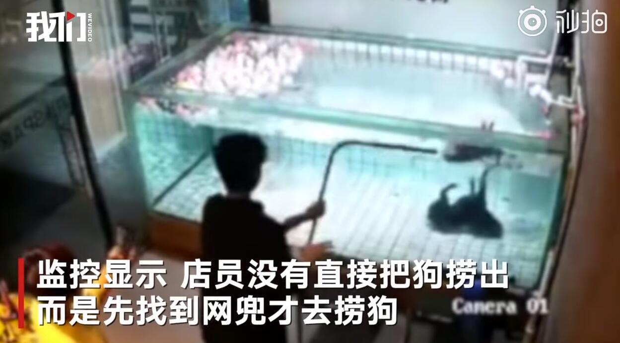 心痛！法斗学游泳溺亡 主人在一边却不施以援手