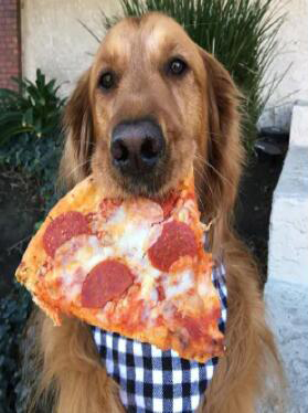 厚脸皮阿金为强迫路人和它玩耍 居然可以这么不要脸