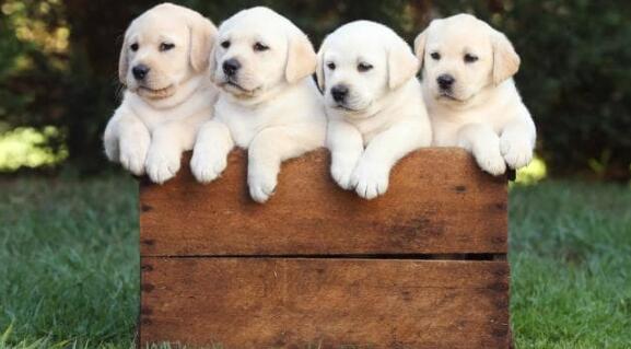 震惊！研究发现：狗狗的寿命和疾病风险居然与毛色相关