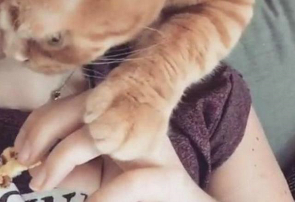 铲屎的还不给小鱼干？ 盘点这些猫咪讨食的手段