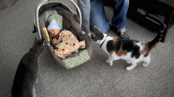 猫咪对小孩的超强容忍度 原来是这个特别的原因