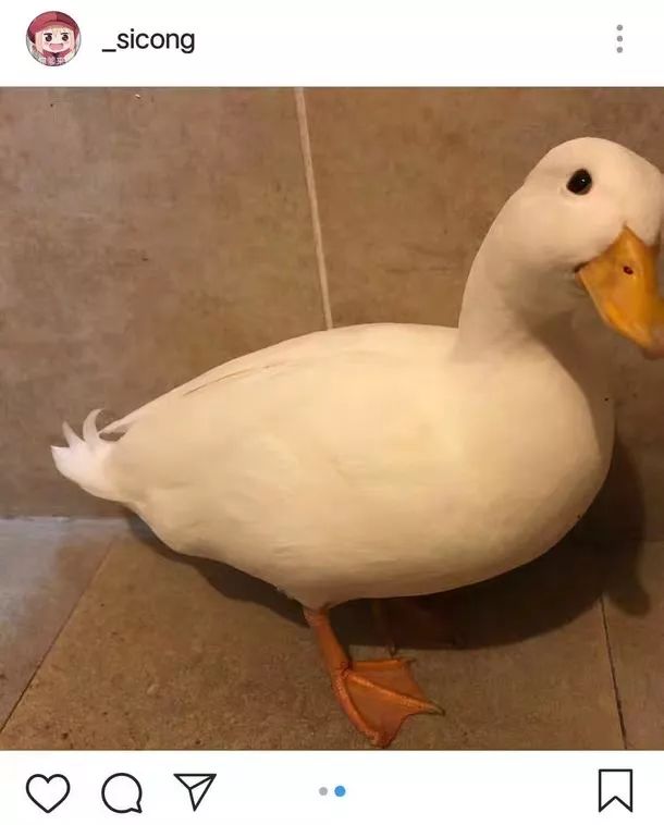 王思聪动物园再添新丁 最新入驻的猫咪一夜暴富