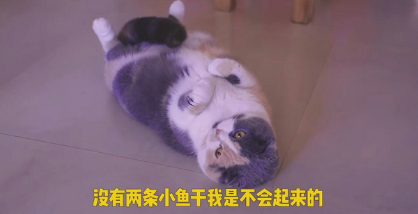 铲屎的还不给小鱼干？ 盘点这些猫咪讨食的手段