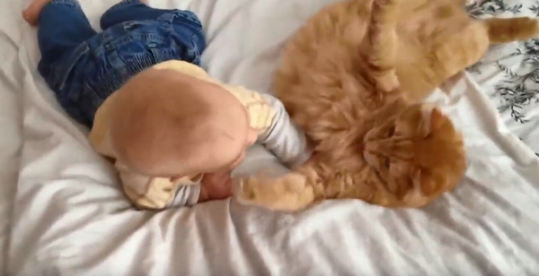 这么小就开始吸猫了 长大肯定是妥妥的猫奴