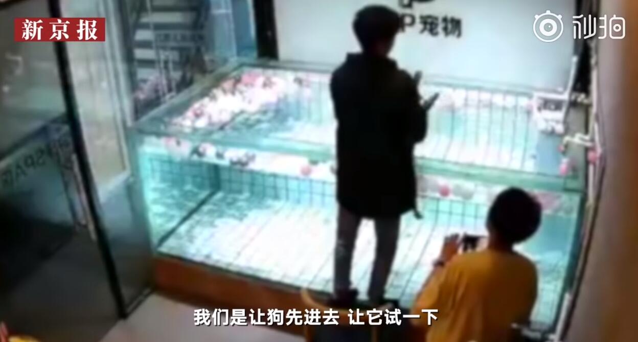 心痛！法斗学游泳溺亡 主人在一边却不施以援手