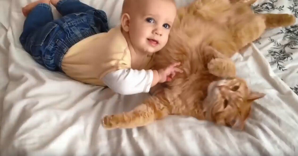 这么小就开始吸猫了 长大肯定是妥妥的猫奴