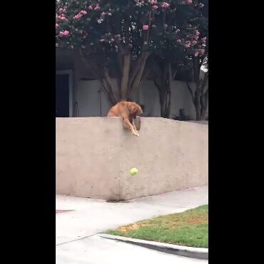 厚脸皮阿金为强迫路人和它玩耍 居然可以这么不要脸