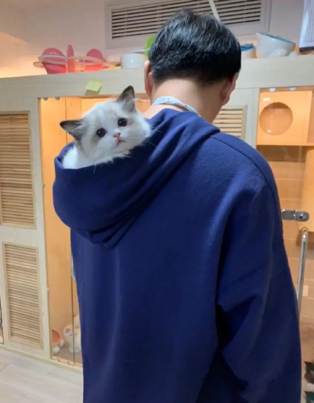 王思聪动物园再添新丁 最新入驻的猫咪一夜暴富