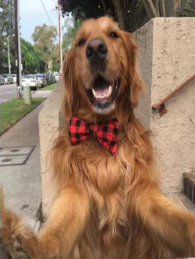 厚脸皮阿金为强迫路人和它玩耍 居然可以这么不要脸