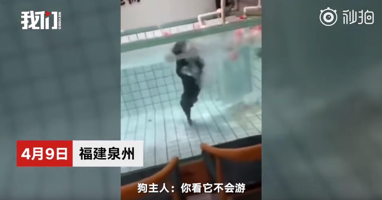 心痛！法斗学游泳溺亡 主人在一边却不施以援手