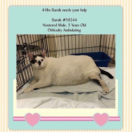 史上最大弃养猫…胖到没笼子装 量完体重后收容所人员脸吓歪