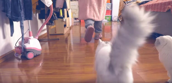 铲屎的还不给小鱼干？ 盘点这些猫咪讨食的手段