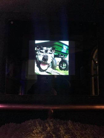 狗狗眯眼监工超豪华狗窝 完成照惊呆网友:有电视 比我房间还高级