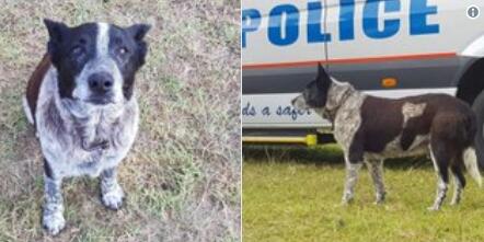 丛林里守护三岁女孩平安 耳聋失明汪获警方称赞