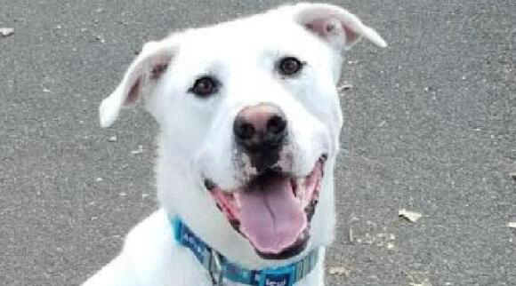 “ 科学报告 ”杂志发表新研究结果 养狗可以让人长寿