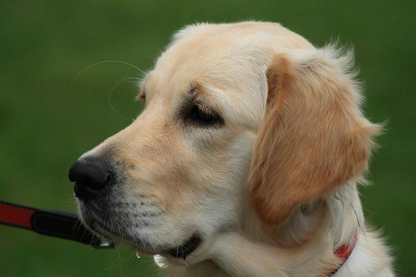 “ 科学报告 ”杂志发表新研究结果 养狗可以让人长寿