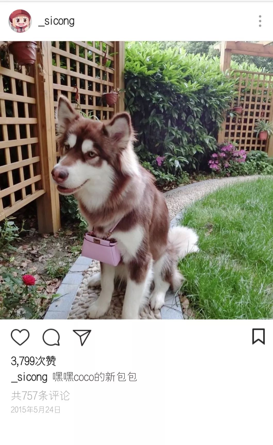 王思聪动物园再添新丁 最新入驻的猫咪一夜暴富