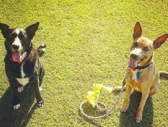 “ 科学报告 ”杂志发表新研究结果 养狗可以让人长寿