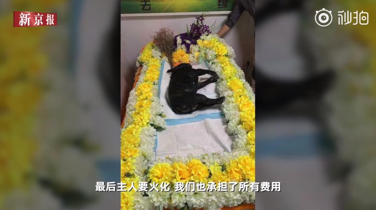 心痛！法斗学游泳溺亡 主人在一边却不施以援手