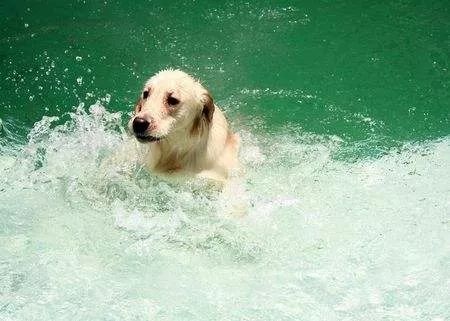 带狗狗游泳一定要知道的注意事项 短鼻犬游泳更要小心