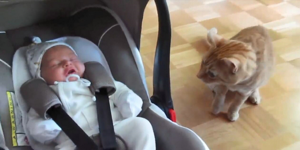 猫咪对小孩的超强容忍度 原来是这个特别的原因