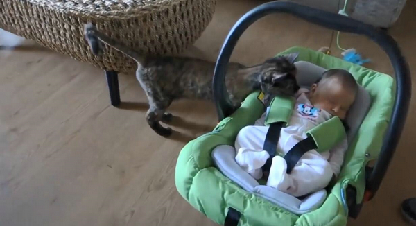 猫咪对小孩的超强容忍度 原来是这个特别的原因