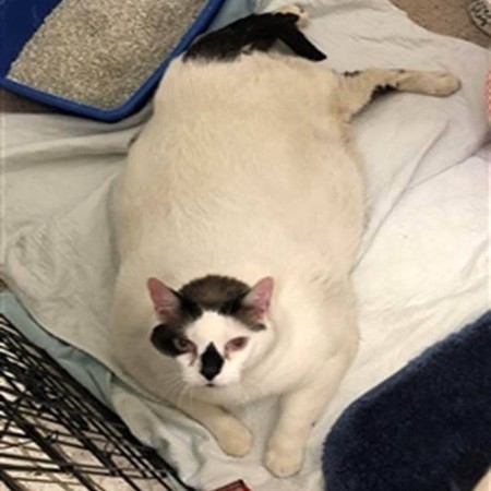 史上最大弃养猫…胖到没笼子装 量完体重后收容所人员脸吓歪