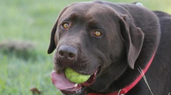 震惊！研究发现：狗狗的寿命和疾病风险居然与毛色相关