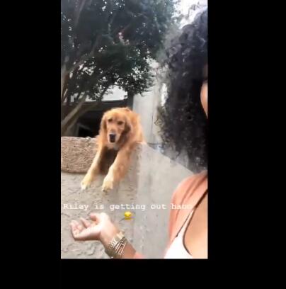 厚脸皮阿金为强迫路人和它玩耍 居然可以这么不要脸