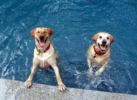 带狗狗游泳一定要知道的注意事项 短鼻犬游泳更要小心