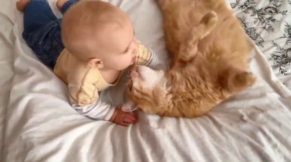 这么小就开始吸猫了 长大肯定是妥妥的猫奴