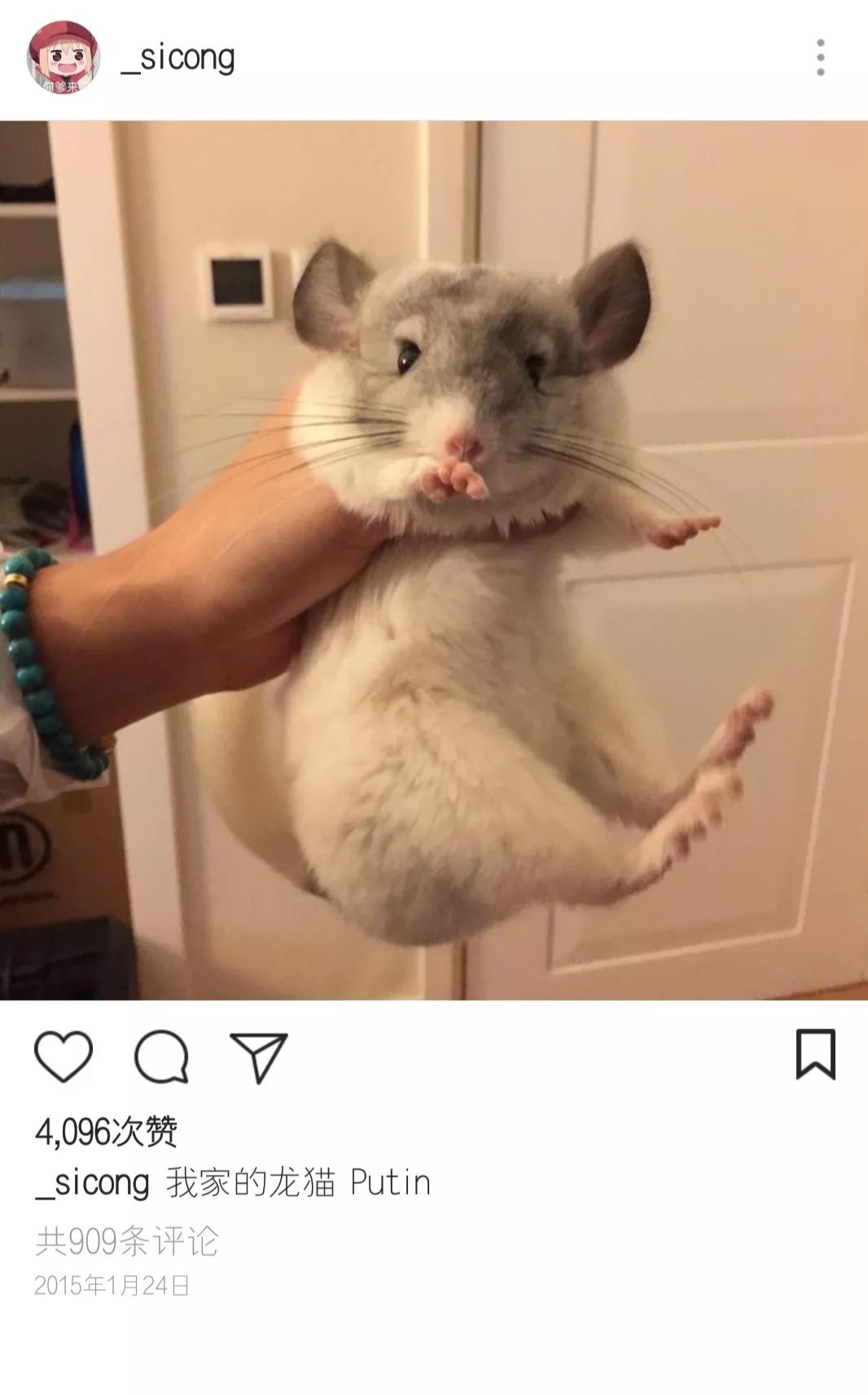 王思聪动物园再添新丁 最新入驻的猫咪一夜暴富