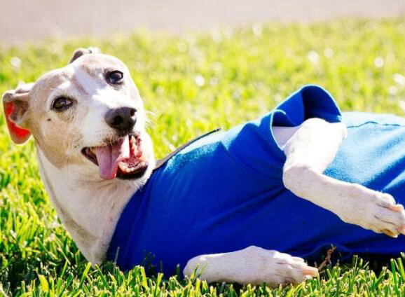 “ 科学报告 ”杂志发表新研究结果 养狗可以让人长寿