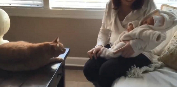 猫咪对小孩的超强容忍度 原来是这个特别的原因