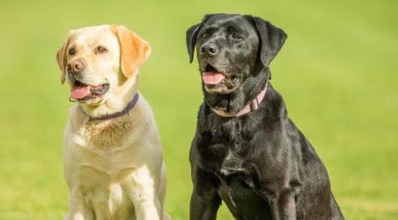震惊！研究发现：狗狗的寿命和疾病风险居然与毛色相关