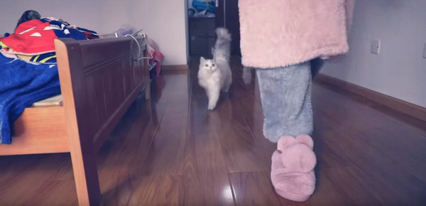 铲屎的还不给小鱼干？ 盘点这些猫咪讨食的手段