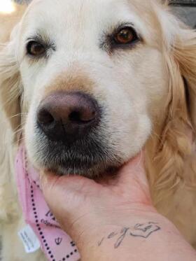 狗狗可以不吃肉成长？你见过素食主义者的汪吗？