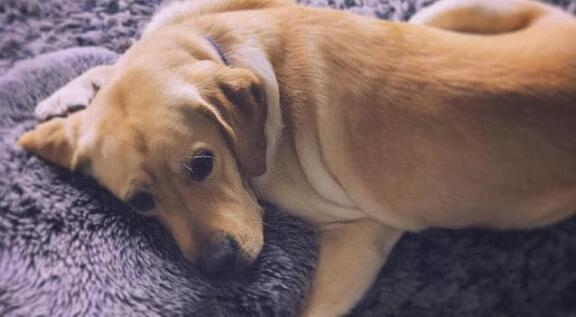 你有听过导盲犬吗？ 它们在成为导盲犬之前是怎样的生活的