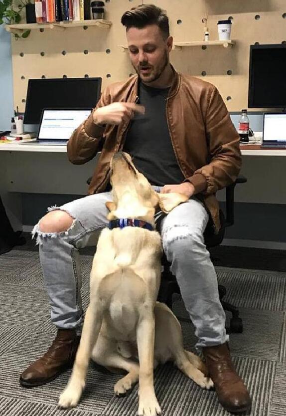 你有听过导盲犬吗？ 它们在成为导盲犬之前是怎样的生活的