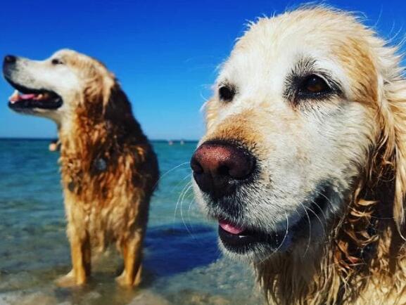 狗狗可以不吃肉成长？你见过素食主义者的汪吗？