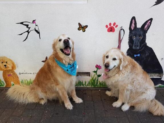 狗狗可以不吃肉成长？你见过素食主义者的汪吗？