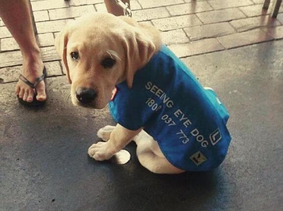 你有听过导盲犬吗？ 它们在成为导盲犬之前是怎样的生活的