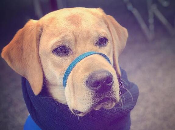 你有听过导盲犬吗？ 它们在成为导盲犬之前是怎样的生活的