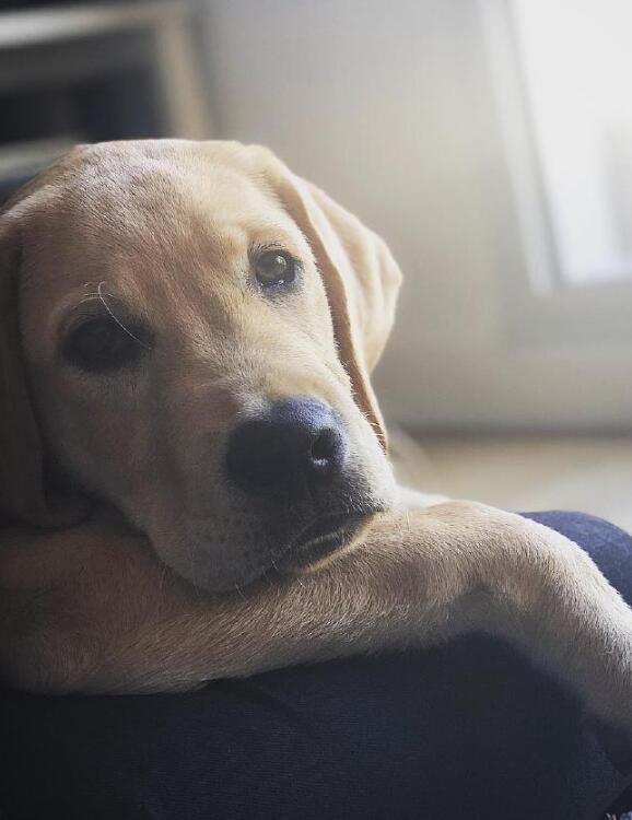 你有听过导盲犬吗？ 它们在成为导盲犬之前是怎样的生活的