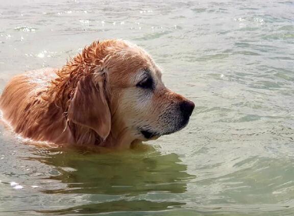 狗狗可以不吃肉成长？你见过素食主义者的汪吗？