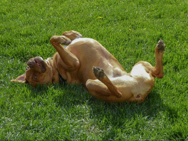 狗狗越来越呆了是怎么回事？ 以下几个表现反映狗狗认知功能出现障碍