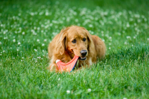 狗狗越来越呆了是怎么回事？ 以下几个表现反映狗狗认知功能出现障碍