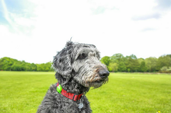 狗狗越来越呆了是怎么回事？ 以下几个表现反映狗狗认知功能出现障碍